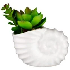 B&M Scandi Shore Small Shell Succulent -Cheap Home Style Store 380110 small shell succulent