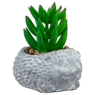 Bloom Mini Animal Succulent - Hedgehog 1 Bloom Mini Animal Succulent - Hedgehog