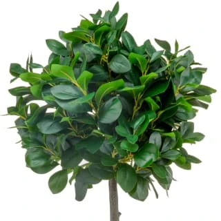 Bloom Premium Bay Tree 2 Bloom Premium Bay Tree - Image 2
