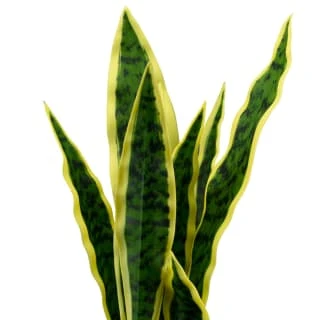 B&M Snake Plant In Pot 2 B&M Snake Plant In Pot - Image 2