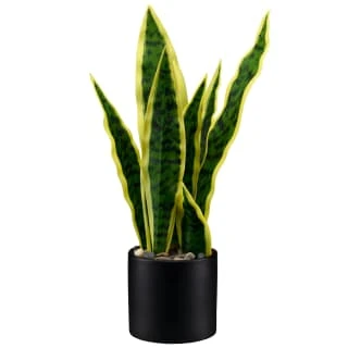 B&M Snake Plant In Pot 1 B&M Snake Plant In Pot